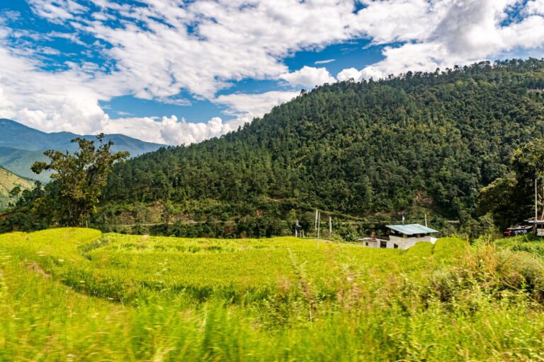 Rice terraces below forested hills, Bhutan